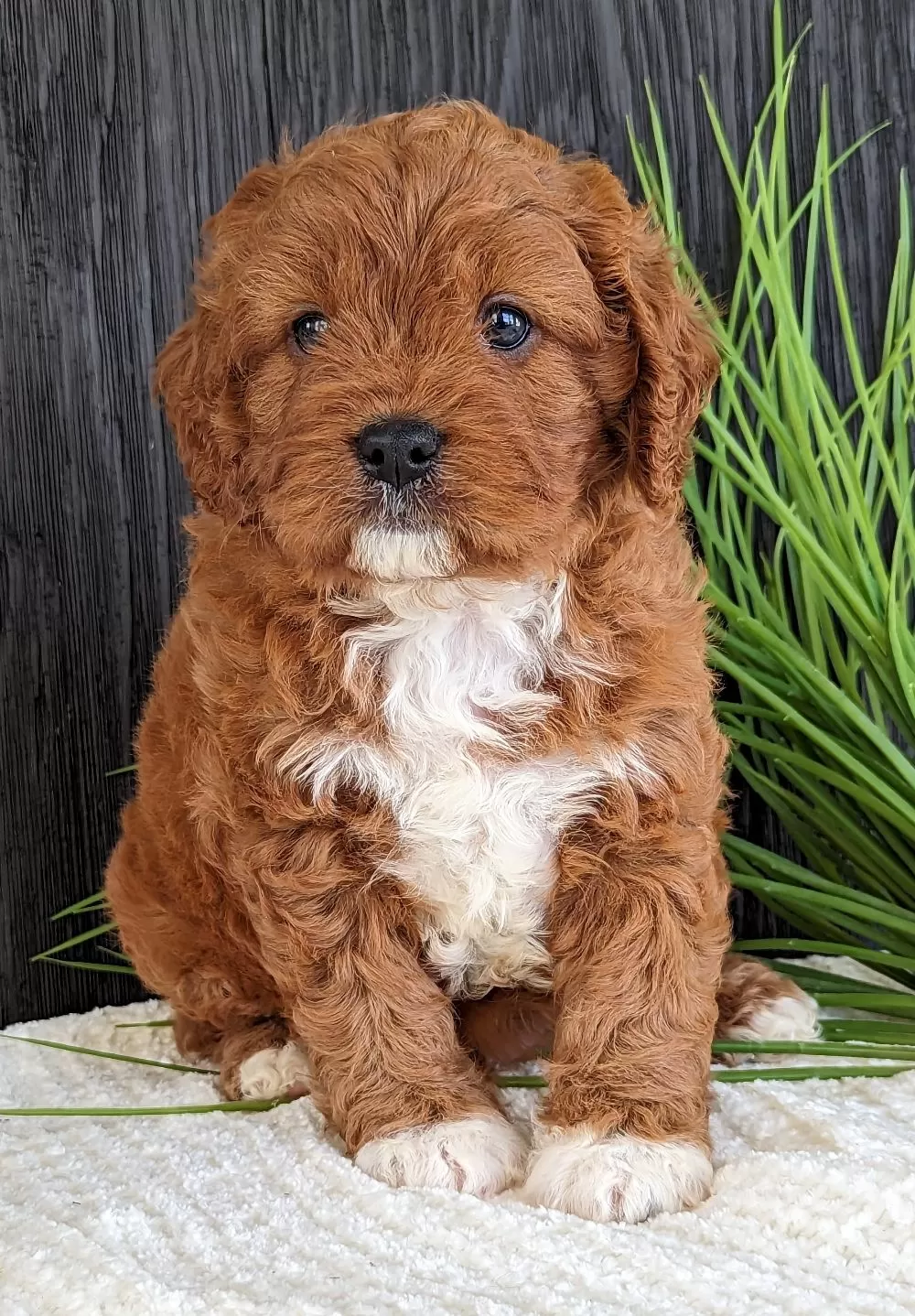 Cavapoo