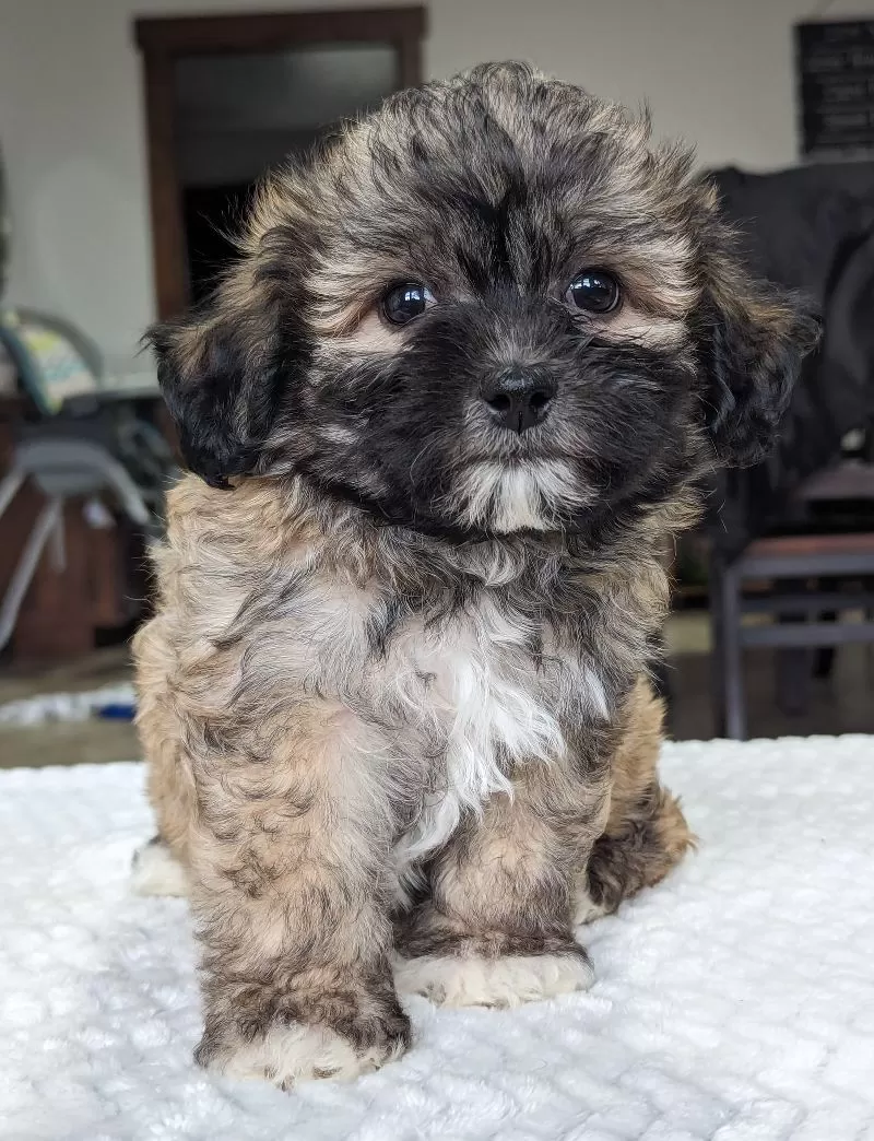 Puppy Name: Lyla