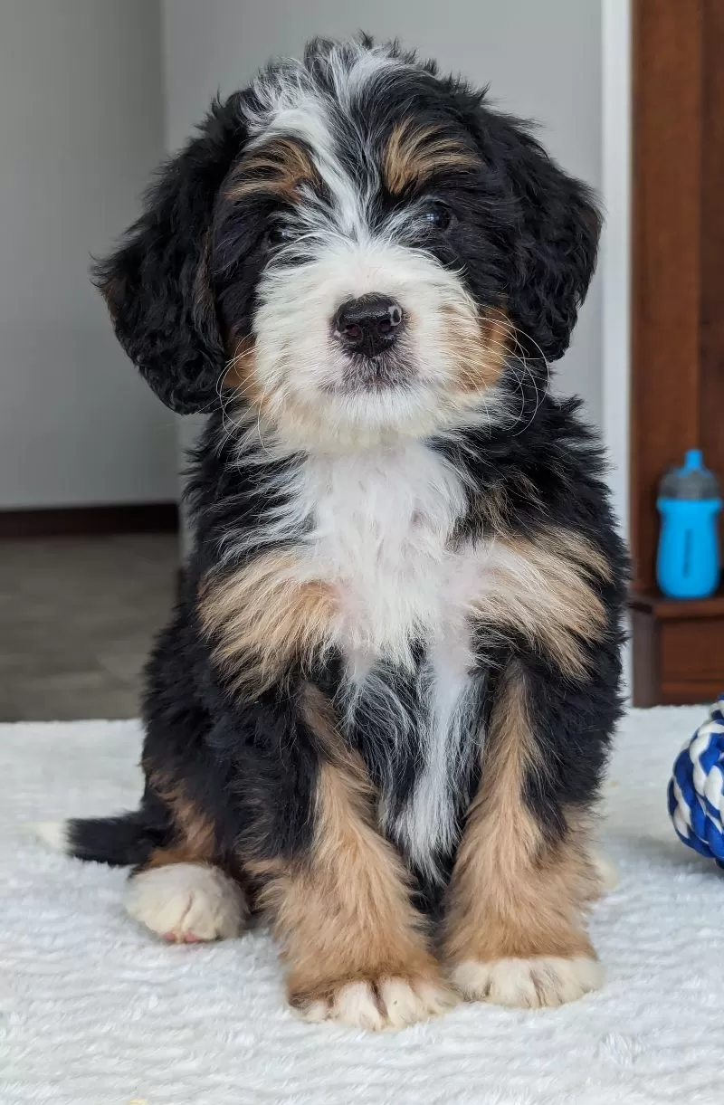 Puppy Name: Mini Tyler