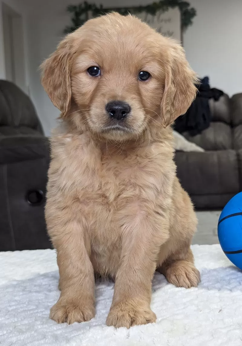 Puppy Name: Murphy