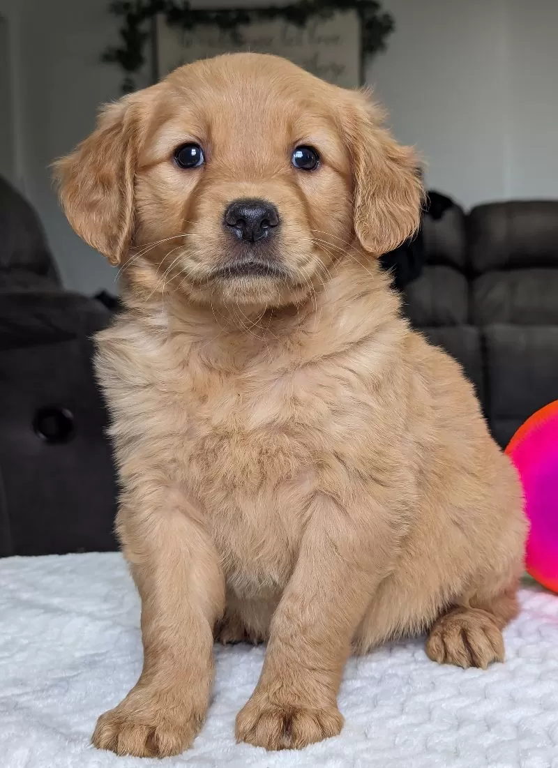 Puppy Name: Goldie