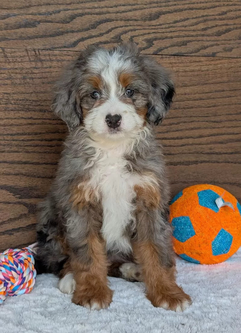 Puppy Name: Skye