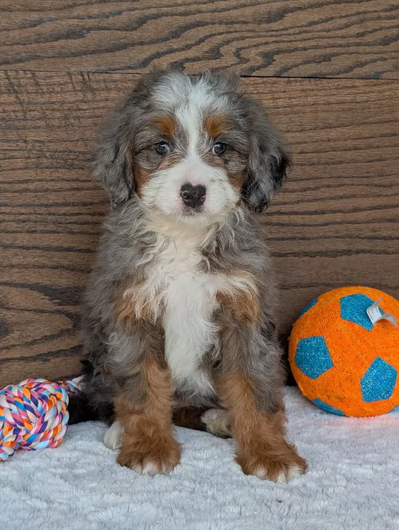 Skye