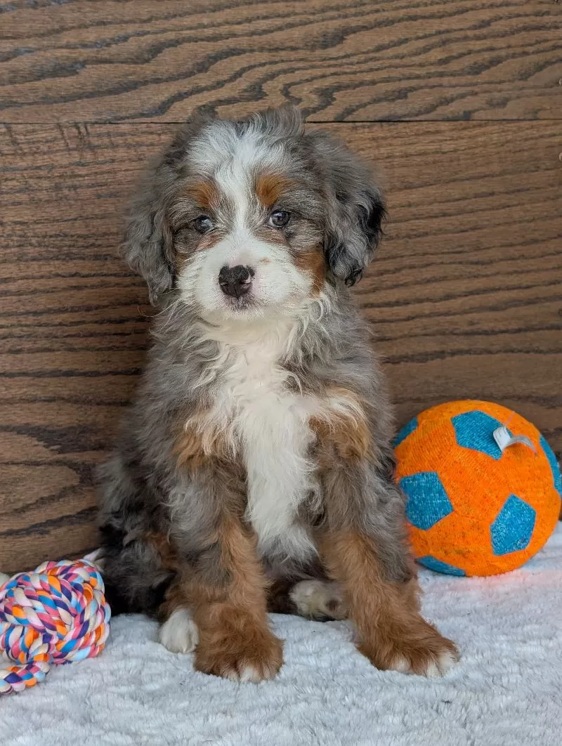 Skye