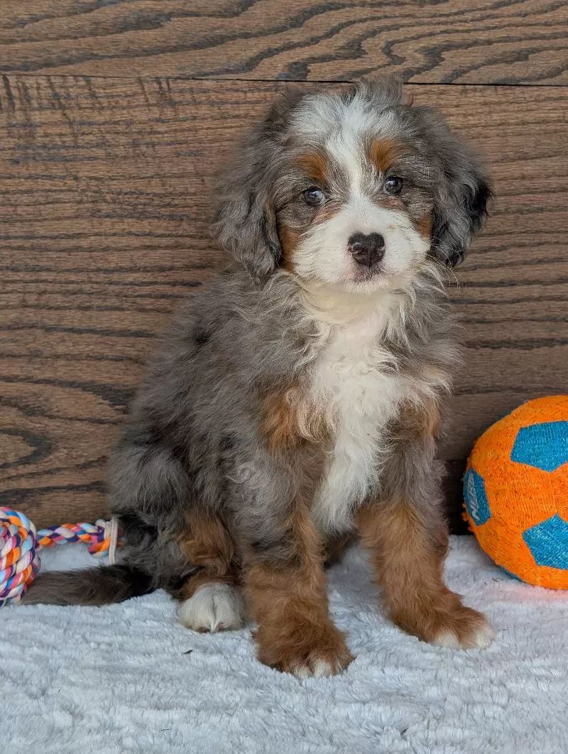 Skye