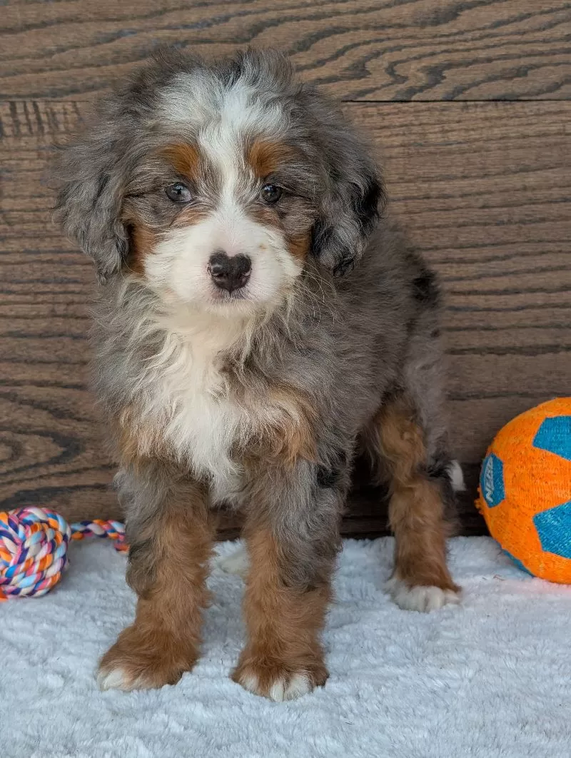 Skye