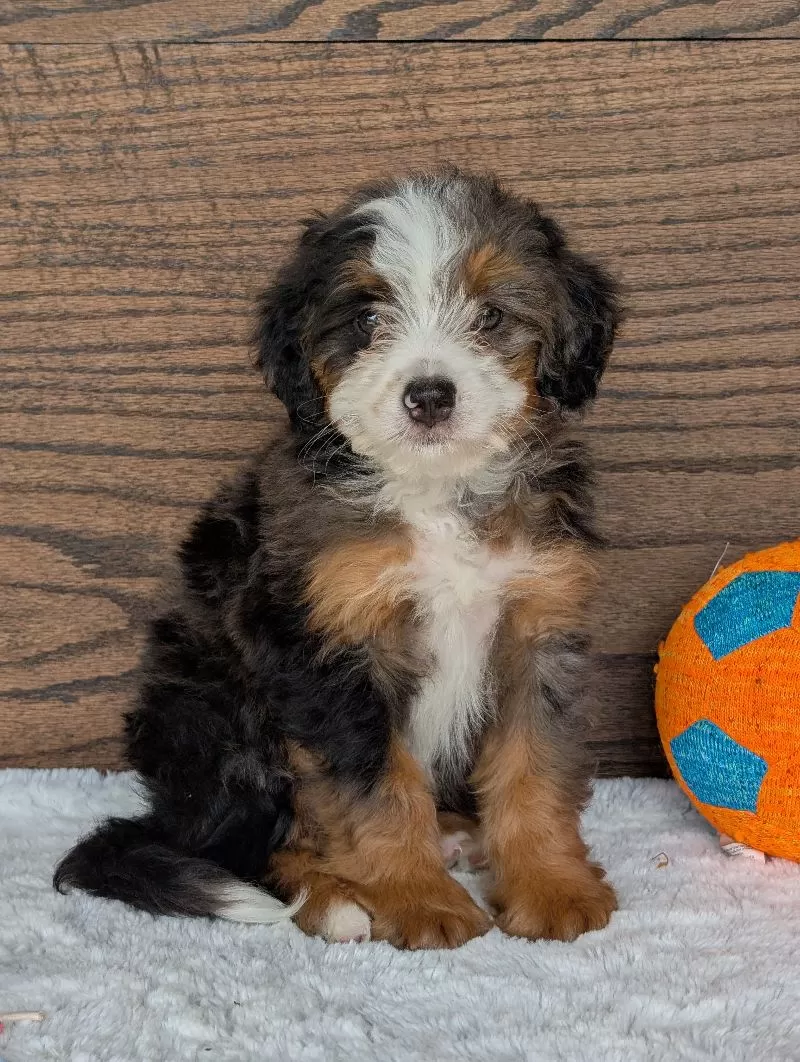 Puppy Name: Indie
