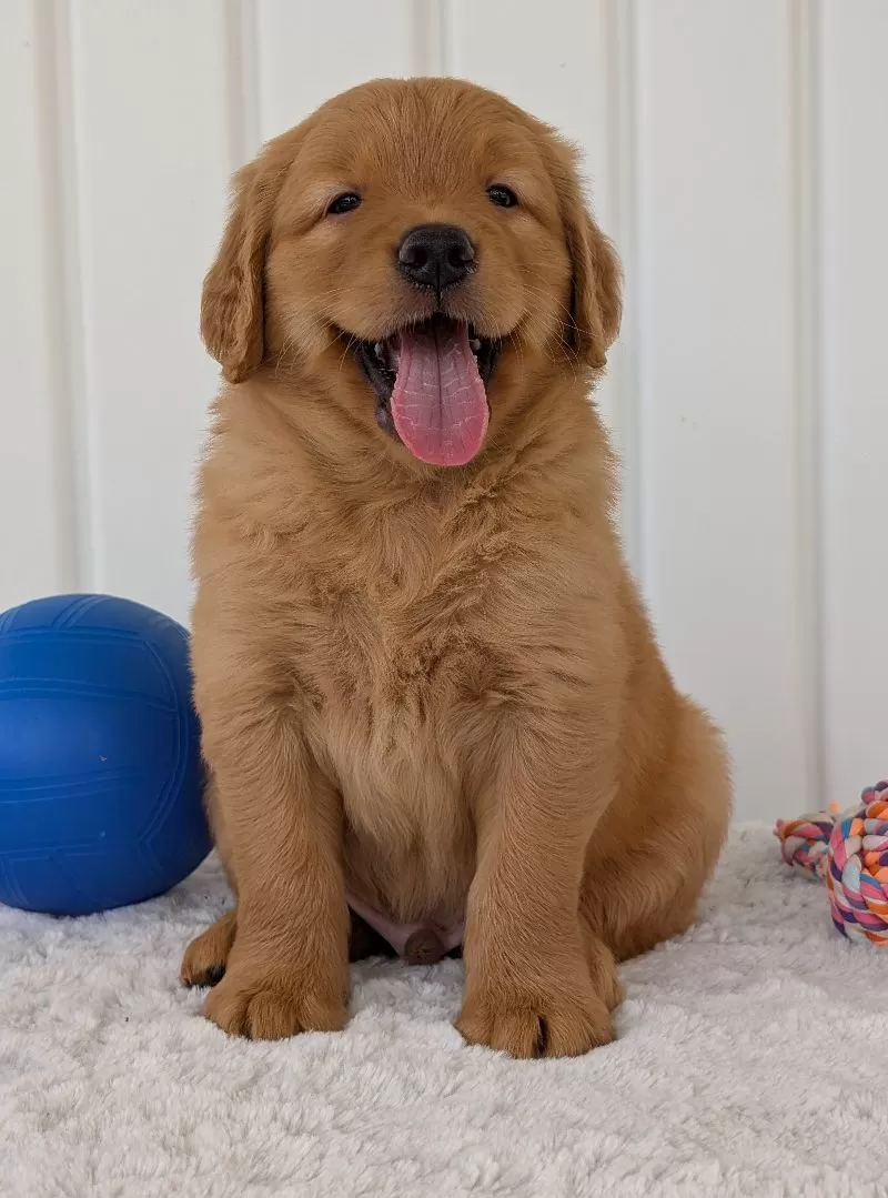 Puppy Name: Porter