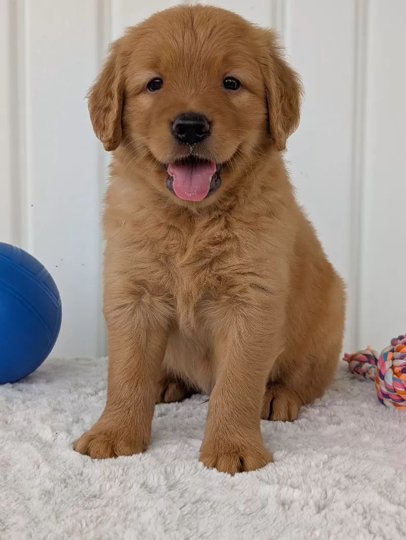 Porter