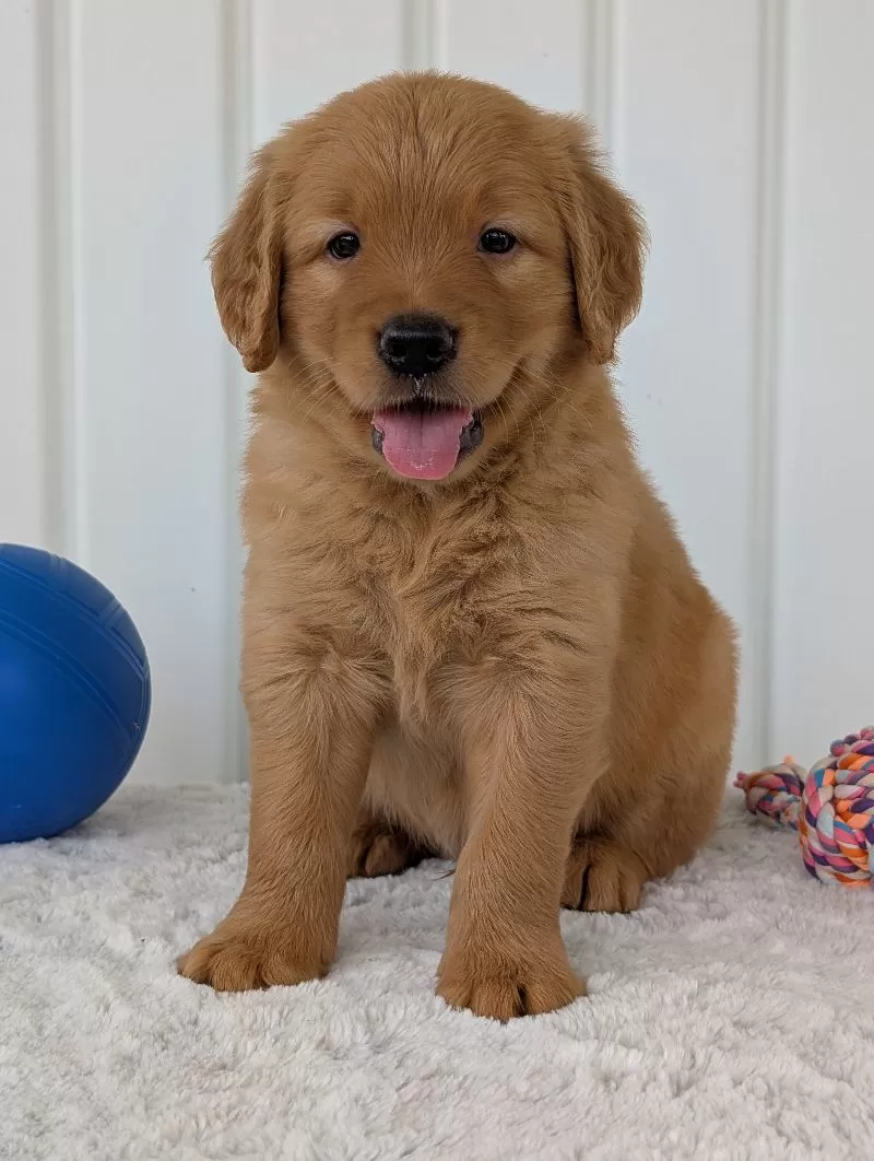 Porter