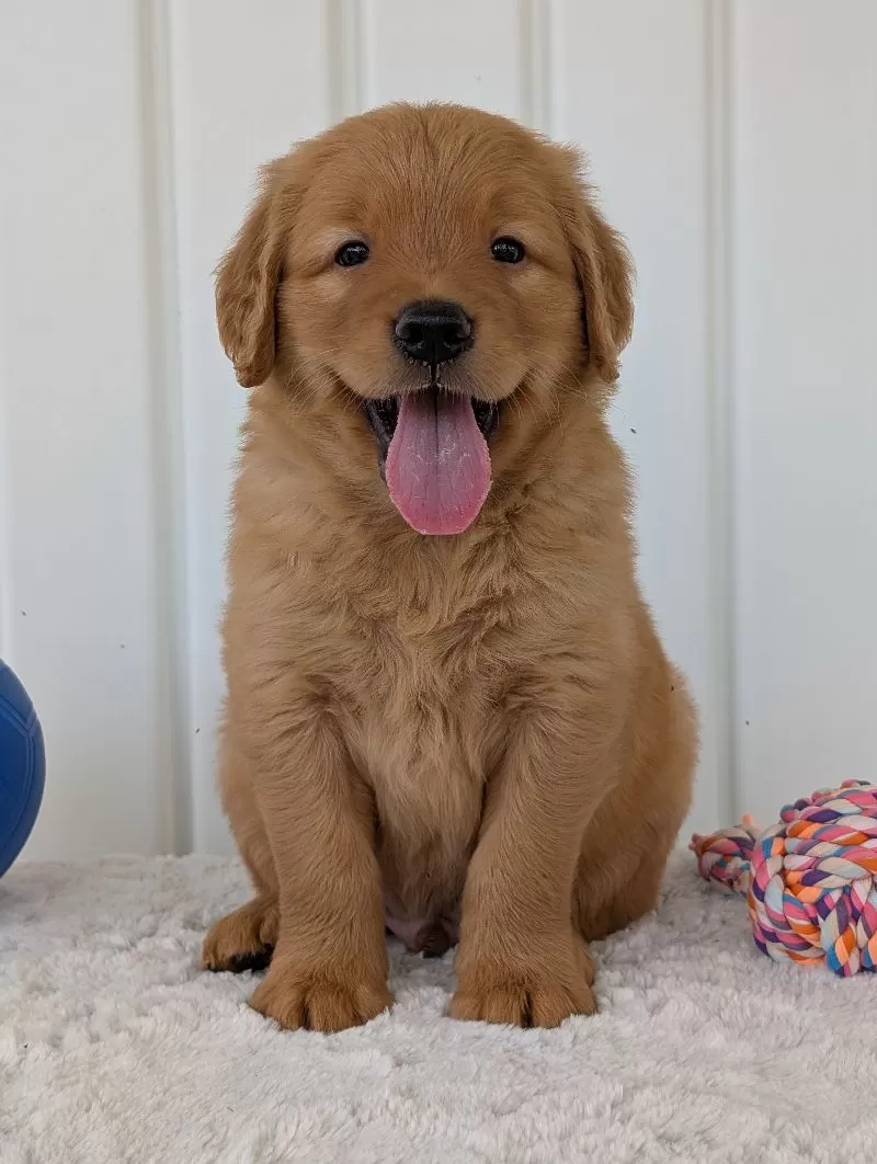 Porter