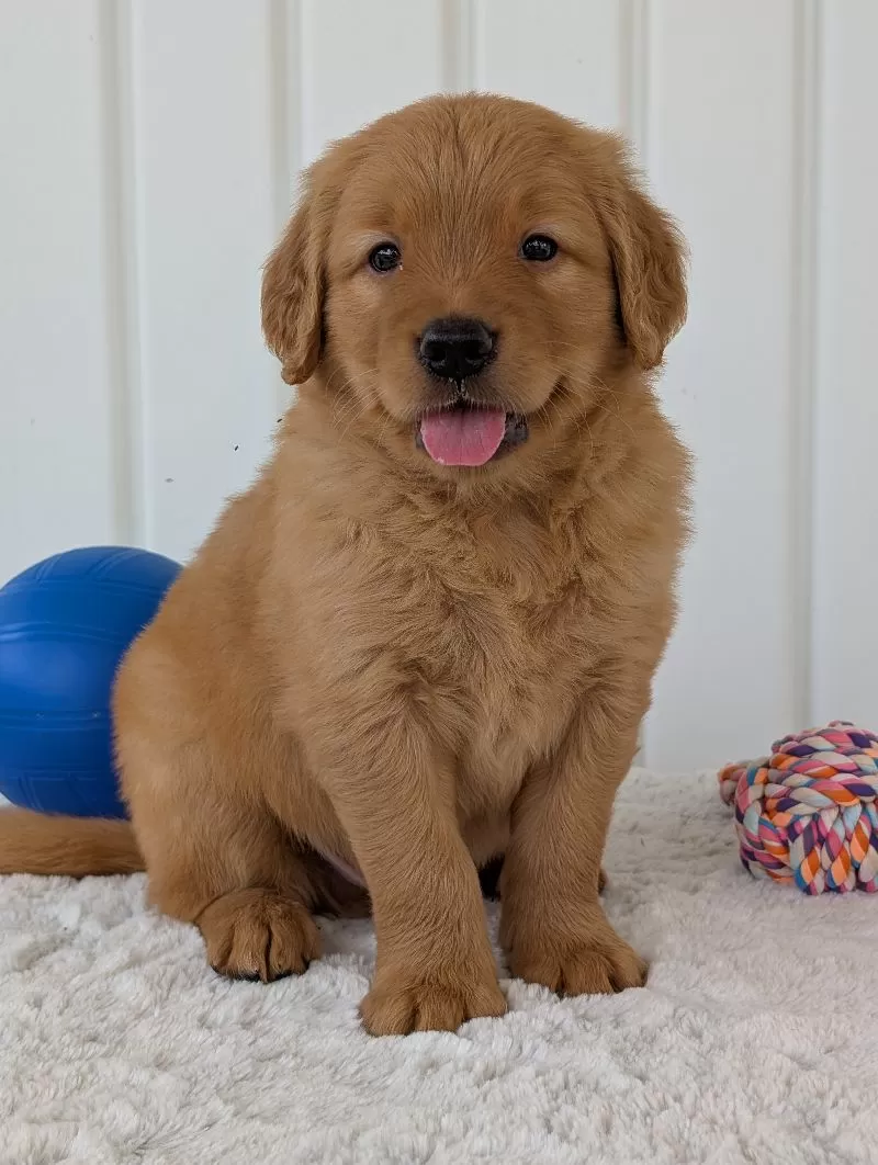 Porter