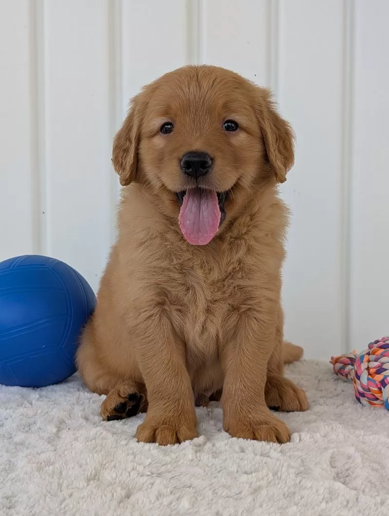 Porter