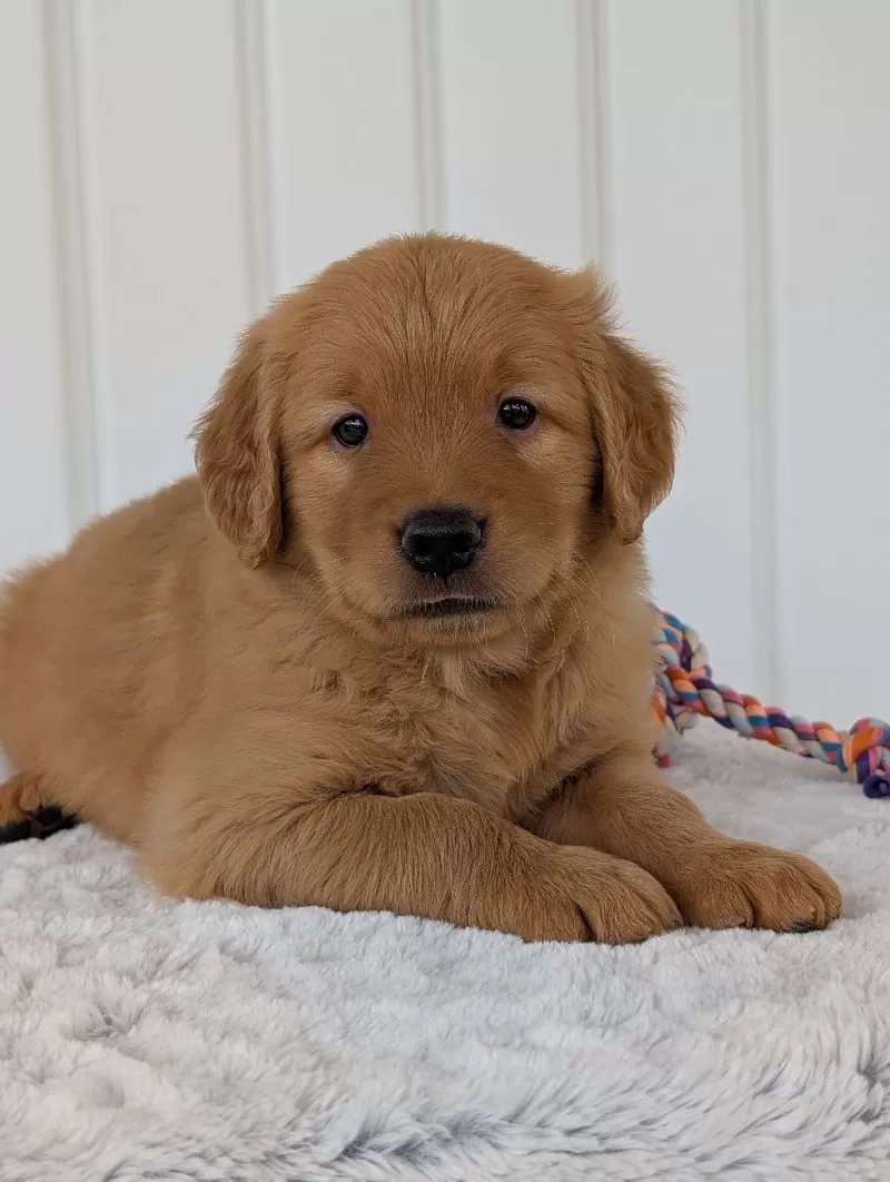Porter
