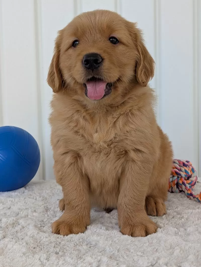 Puppy Name: Brady