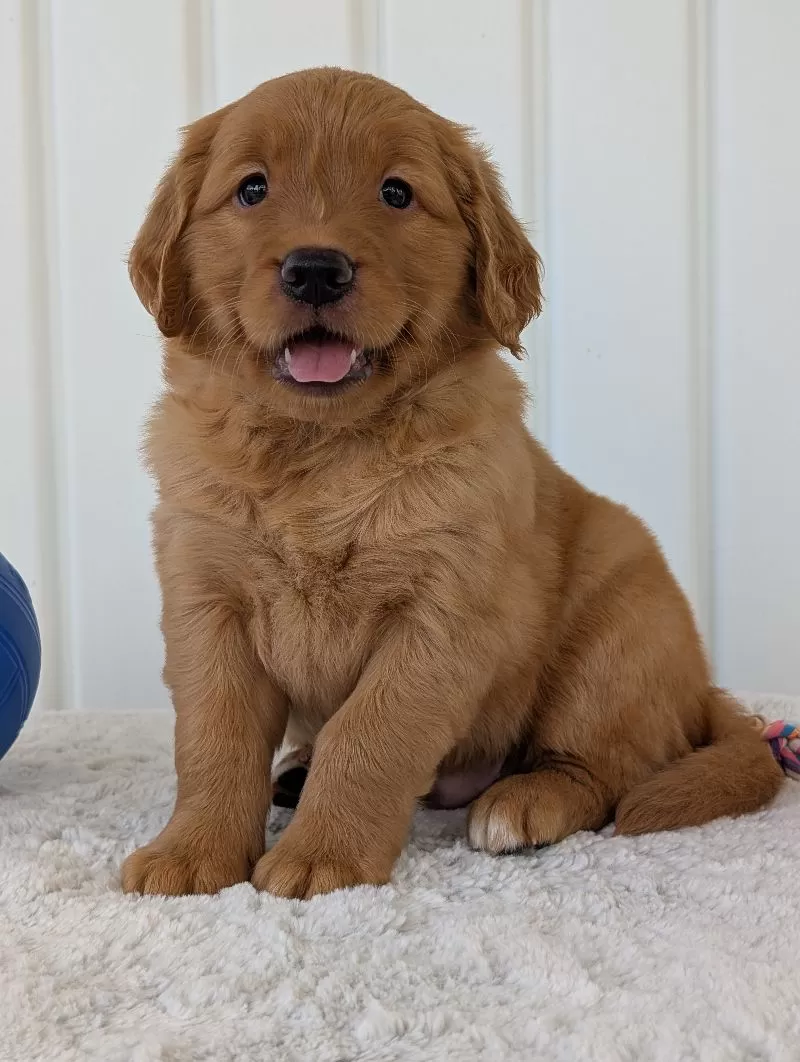 Puppy Name: Parker