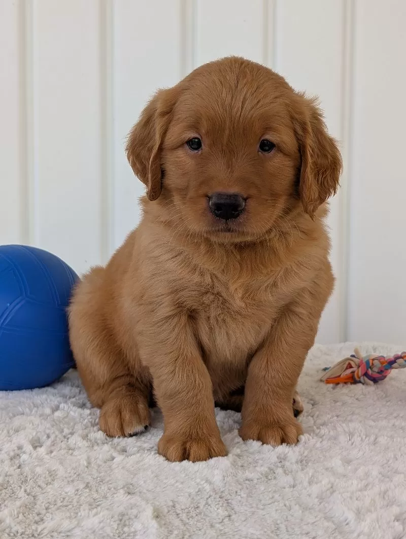 Parker