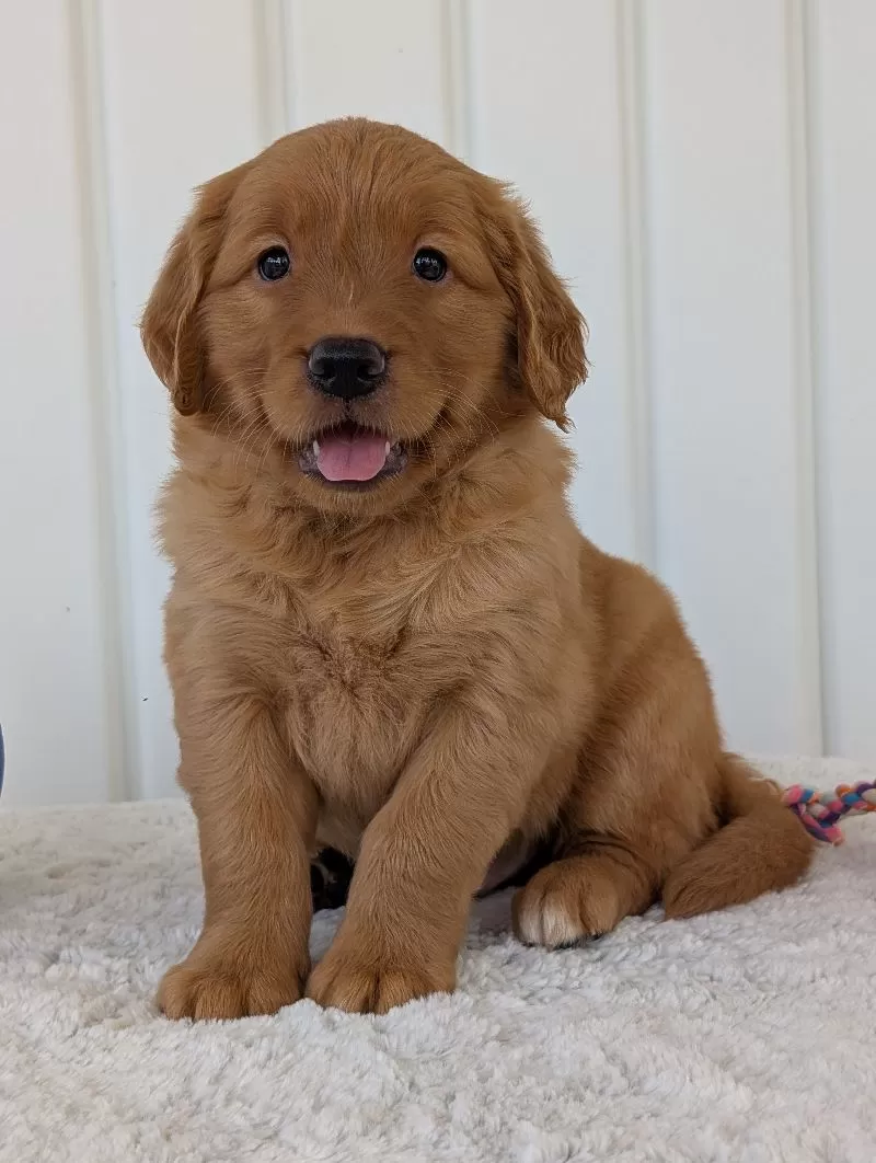 Parker