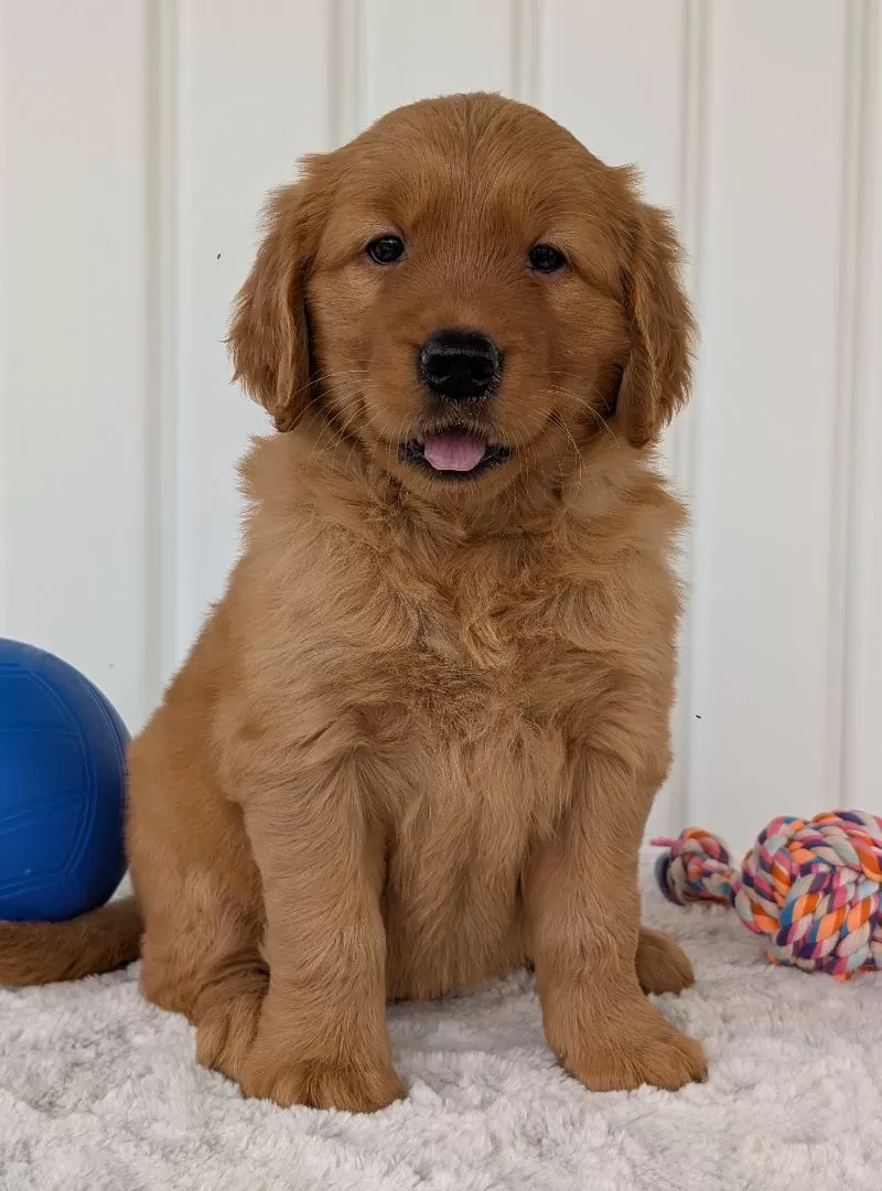 Puppy Name: Daisy