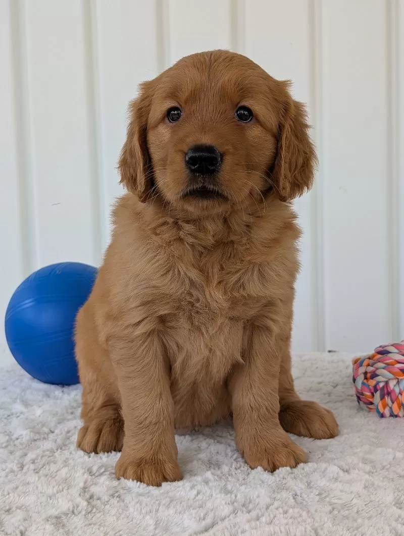 Daisy