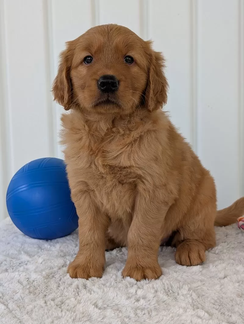Daisy
