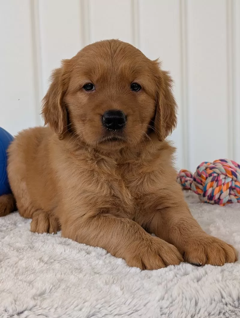 Daisy