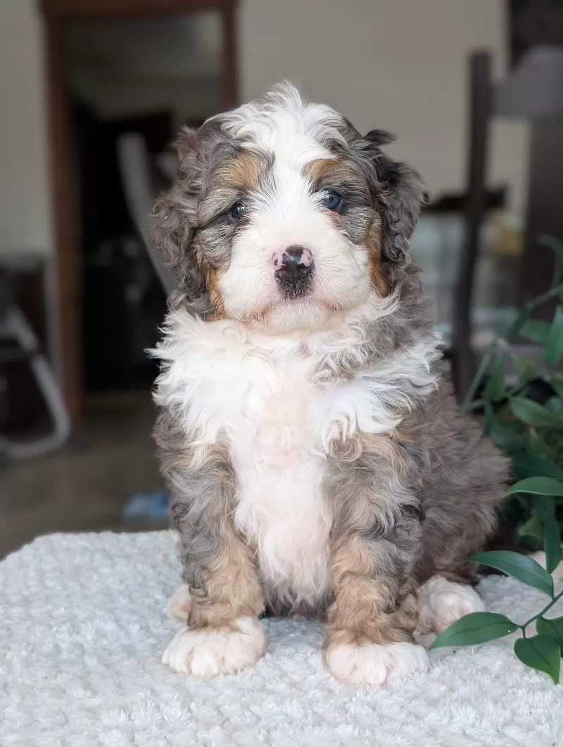 Puppy Name: Koda