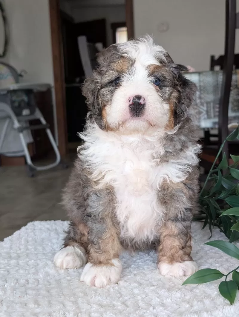 Koda
