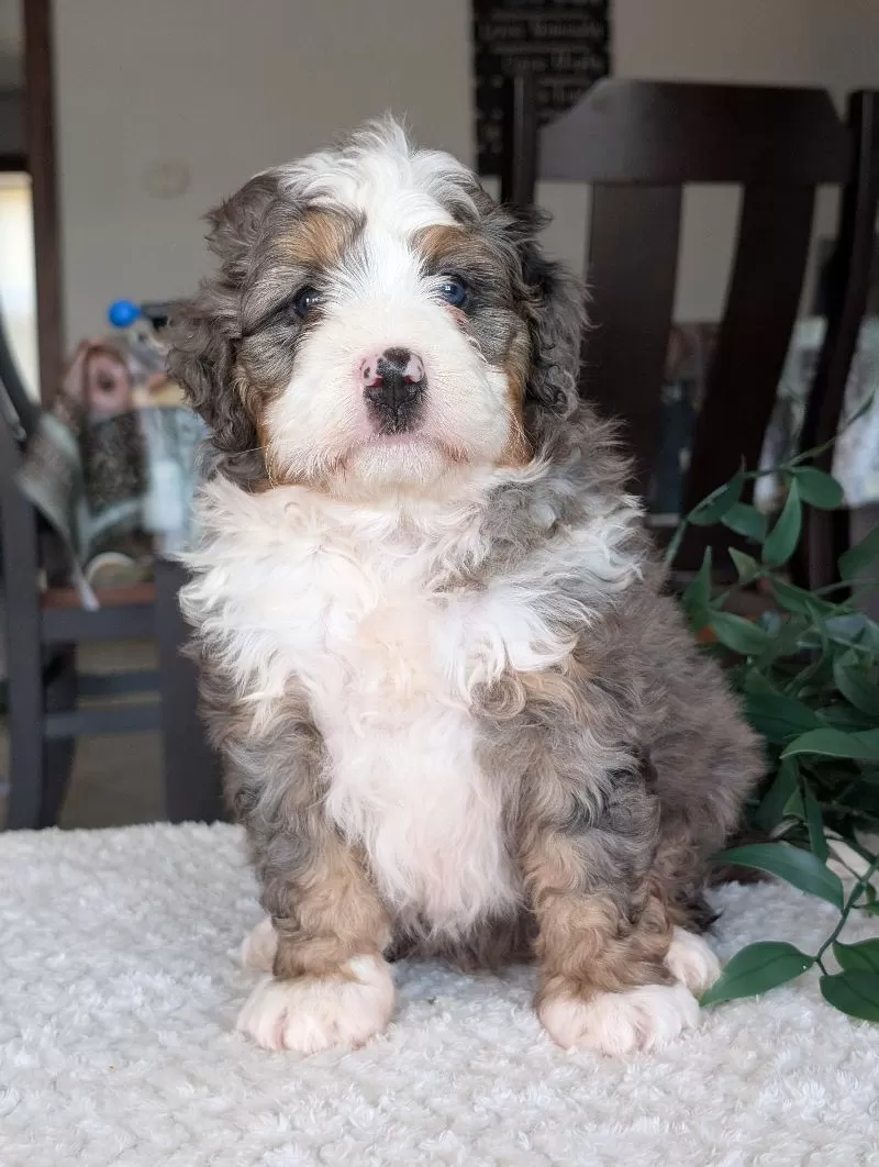 Koda