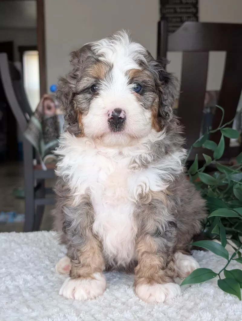 Koda