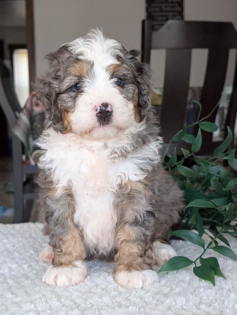 Koda