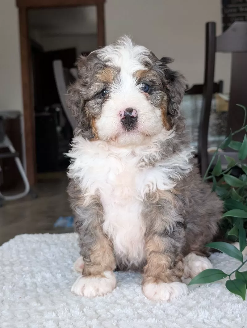 Koda