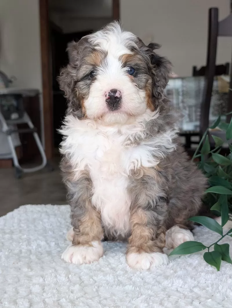Koda