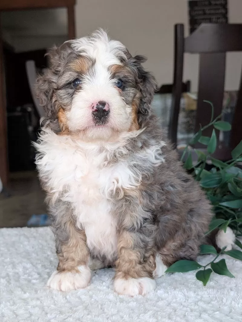 Koda