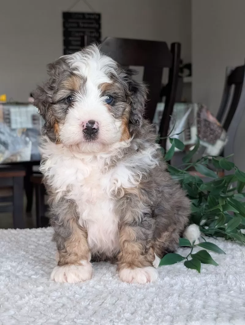 Koda