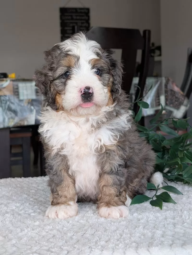 Koda