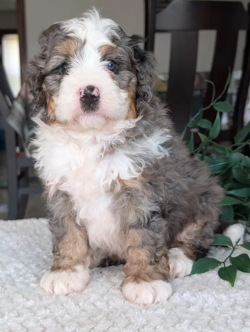 Koda