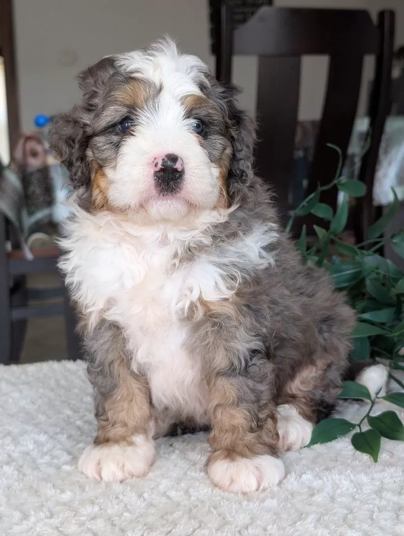 Koda
