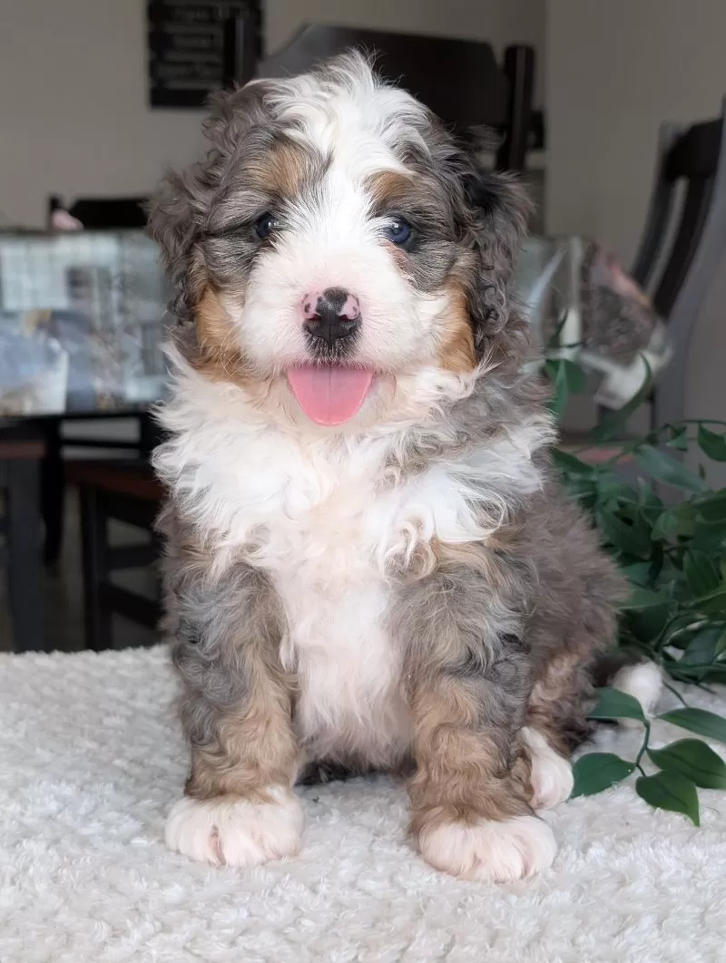 Koda