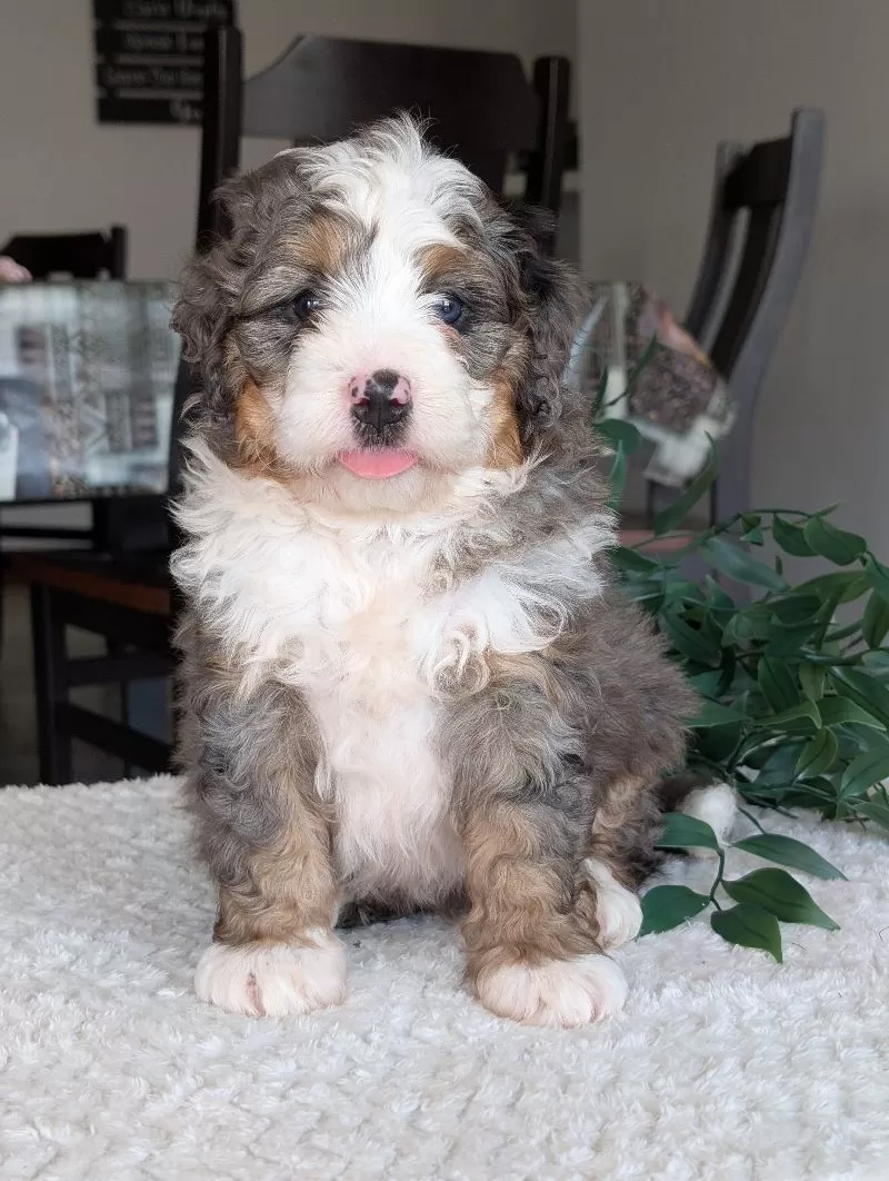 Koda