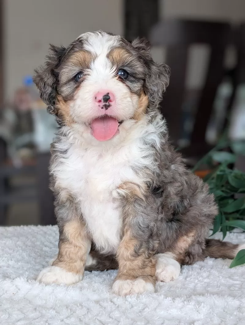 Puppy Name: Bluey