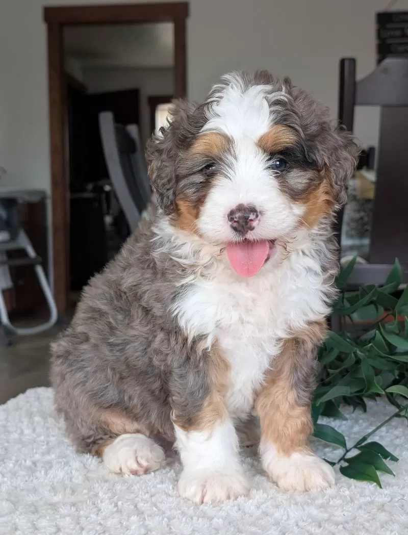 Puppy Name: Louie