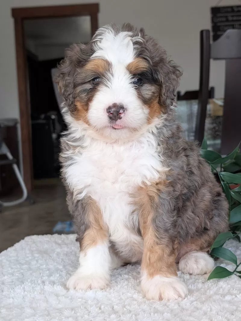 Louie
