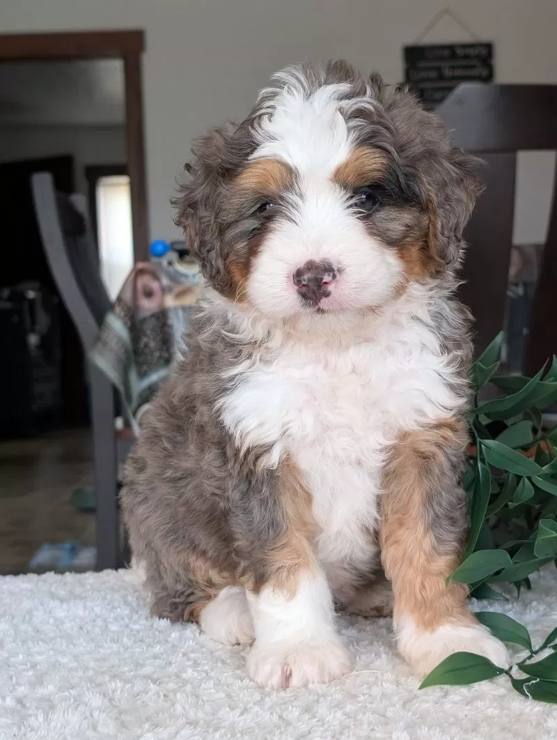 Louie