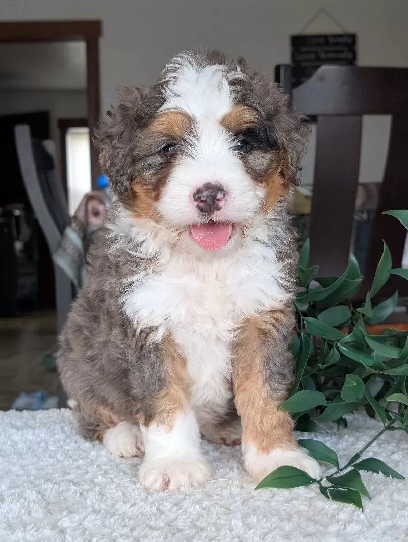 Louie
