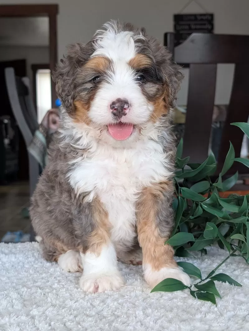 Louie
