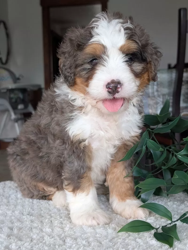 Louie