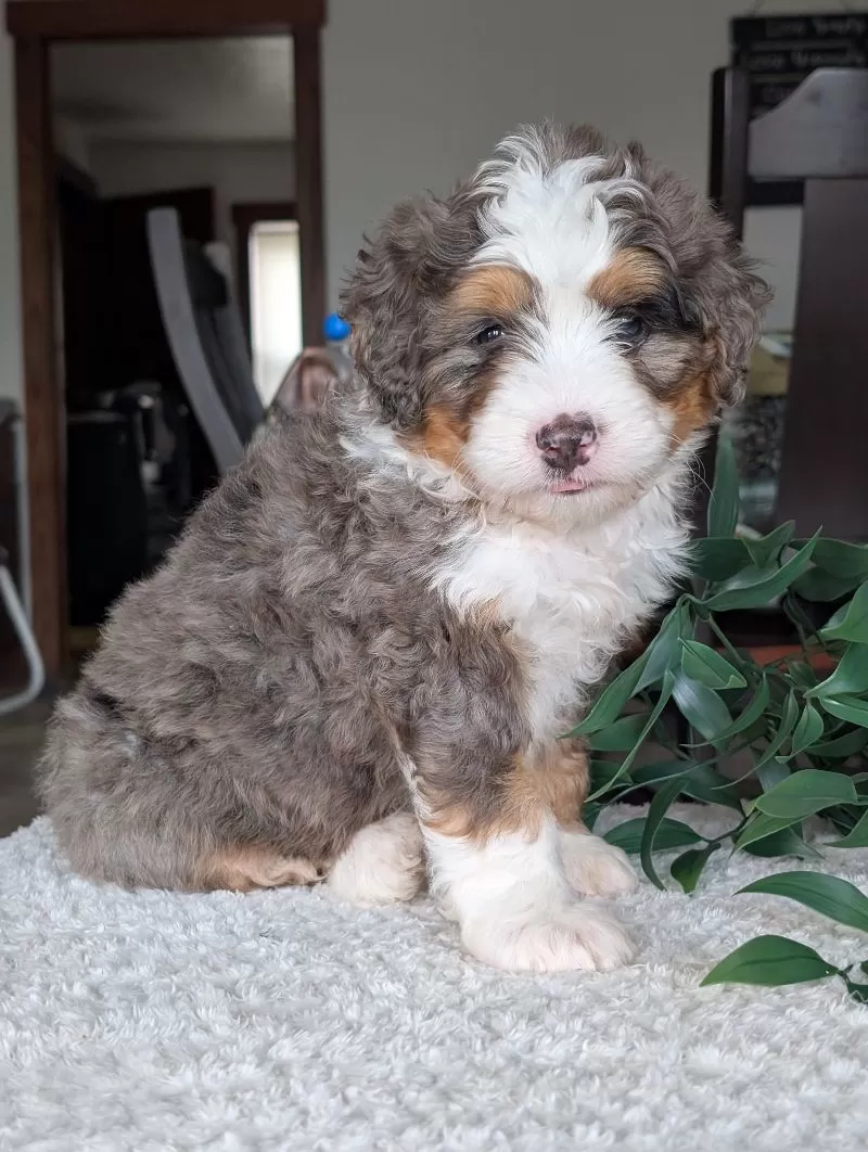 Louie