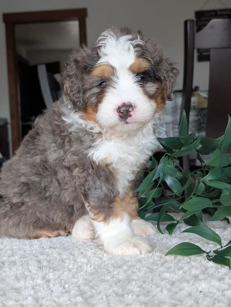Louie