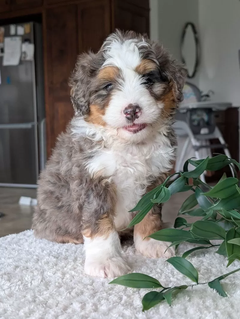 Louie